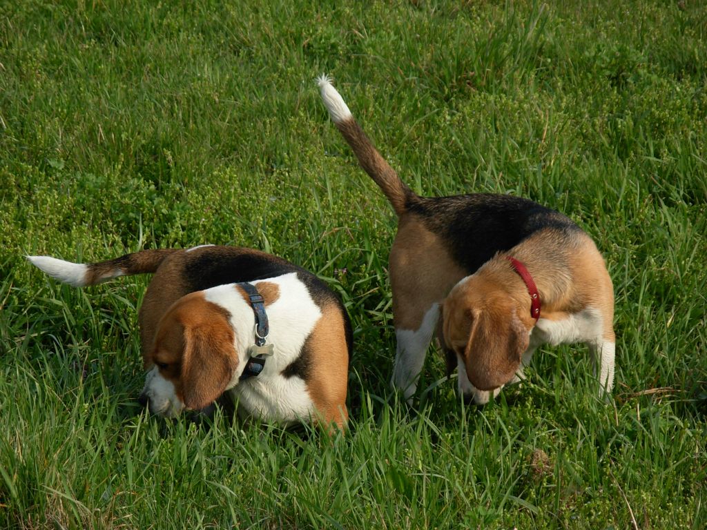 Teo e Nike